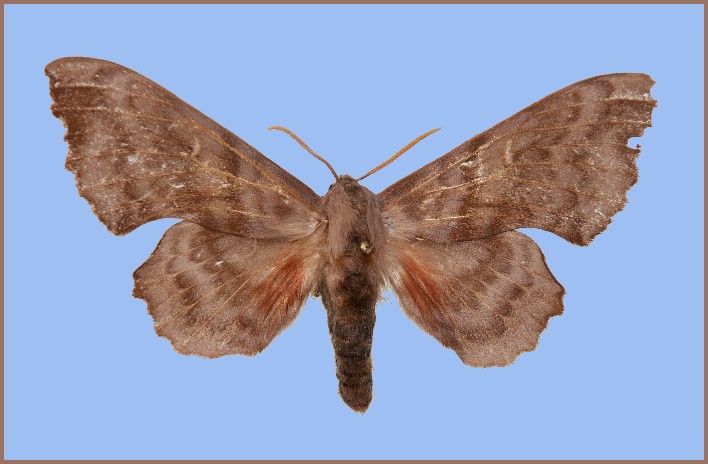 Male Laothoe habeli, Foping, Shaanxi, China. Photo: © Ronald Brechlin.