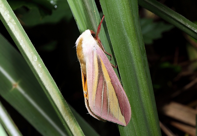 Adult Leucophlebia lineata, Kinmen Islands, Taiwan, 12.vi.2011. Photo: © Yung Jen Chang