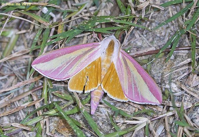 Adult Leucophlebia lineata, Mt. Guifeng, Macheng, Hubei, China 200m, 18.vi.2018. Photo: © He JiBai.