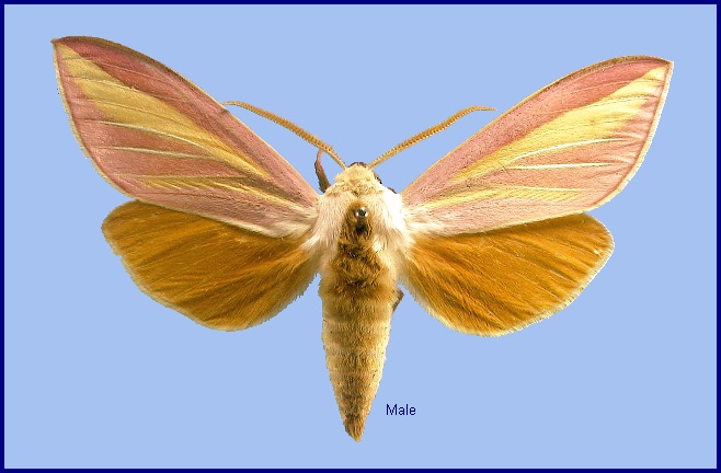 Male Leucophlebia lineata. Photo: © NHMUK