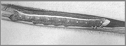 Full-grown larva of Leucophlebia lineata. Photo: Mell, 1922b