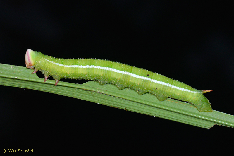 Full-grown larva of Leucophlebia lineata, Taiwan. Photo: © Wu ShiWei.