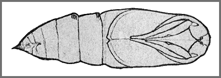 Female pupa of Leucophlebia lineata. Image: Mell, 1922b