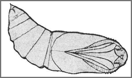 Male pupa of Leucophlebia lineata. Image: Mell, 1922b