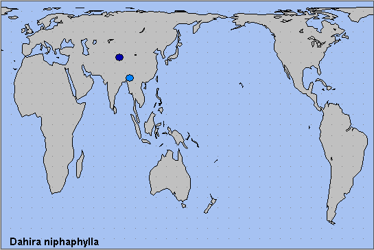 Global distribution of Dahira niphaphylla. Map: © NHMUK.