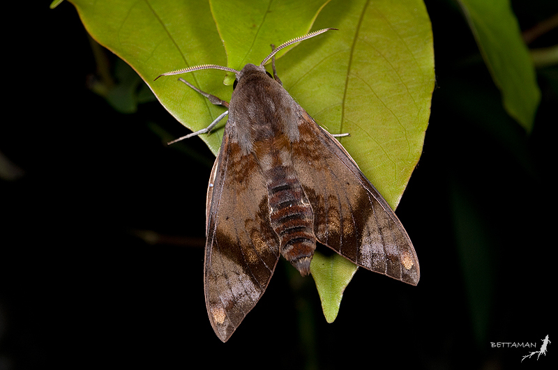 Adult Dahira obliquifascia baibarana, Shikanshuei, Sindian, Taipei, Taiwan. Photo: © Shipher Wu.