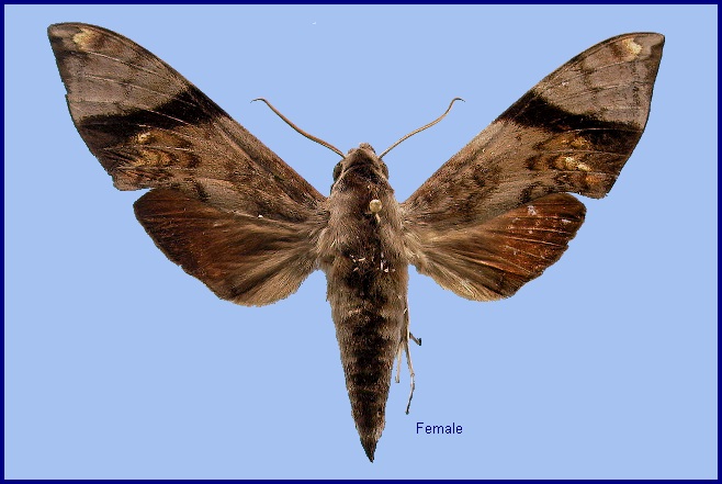 Female Dahira obliquifascia huangshana. Photo: © NHMUK