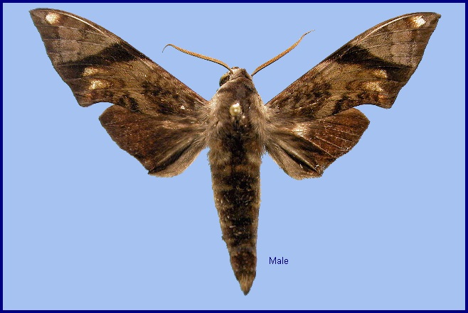 Male Dahira obliquifascia huangshana. Photo: © NHMUK