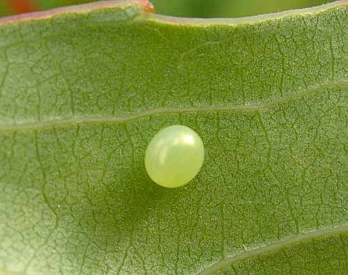 Egg of Laothoe populi populi, England. Photo: © Tony Pittaway.