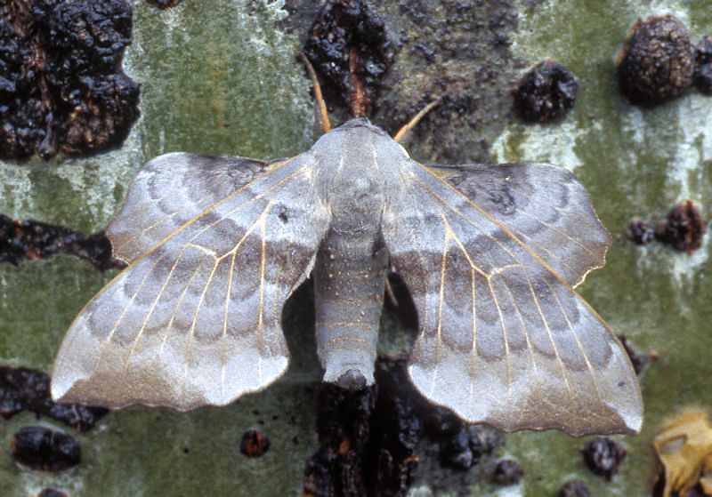 Male Laothoe amurensis sinica, 30 km N Huangling, Shaanxi, China, 24.vii.1995. Photo: © Tony Pittaway.