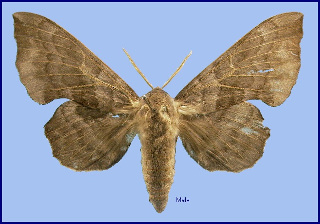 Male Laothoe amurensis sinica (faded). Photo: © NHMUK