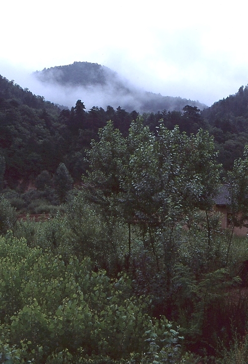 Typical habitat of Laothoe amurensis sinica, 30km north of Huangling, Shaanxi, China. Photo: © Tony Pittaway.