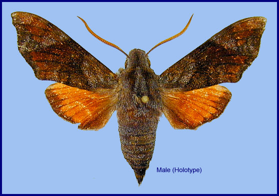 Male Dahira taiwana, Taoyuan, Taiwan. HOLOTYPE. Photo: © Ronald Brechlin.