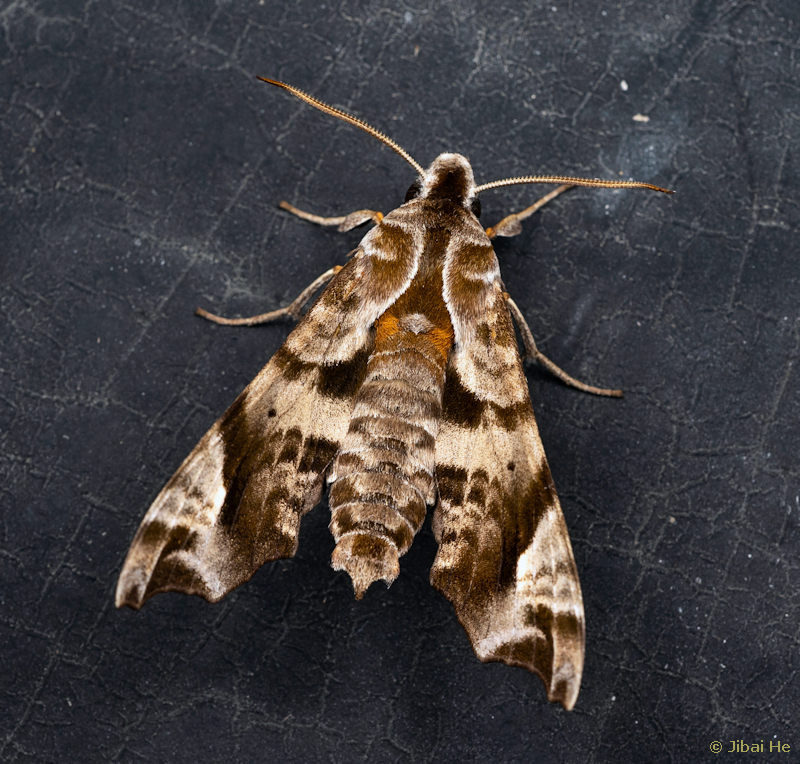 Adult Dahira yunnanfuana yunnanfuana, Liuku/Lushui, Nujiang Lisu Autonomous Prefecture, Yunnan, China, 15.iii.2023. Photo: © He JiBai.