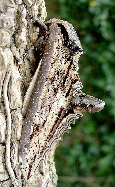 Male Langia zenzeroides zenzeroides, South Korea. Photo: © Tony Pittaway