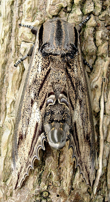 Male Langia zenzeroides zenzeroides (dorsal view), South Korea. Photo: © Tony Pittaway