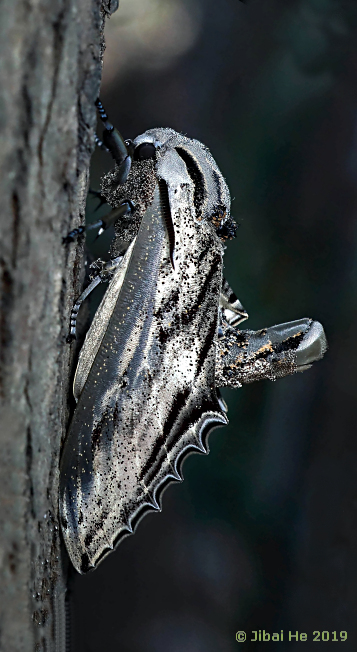 Male Langia zenzeroides zenzeroides, China, 12.iii.2019. Photo: © He JiBai.