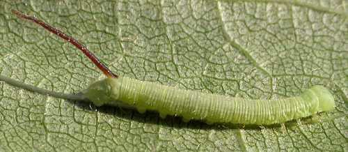 First instar larva of Langia zenzeroides zenzeroides, South Korea. Photo: © Jean Haxaire