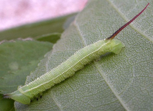 Second instar larva of Langia zenzeroides zenzeroides, South Korea. Photo: © Jean Haxaire