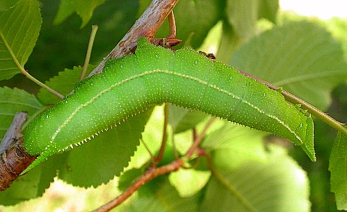Fourth instar larva of Langia zenzeroides zenzeroides, South Korea. Photo: © Jean Haxaire