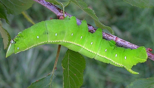 Fifth instar larva of Langia zenzeroides zenzeroides, South Korea. Photo: © Jean Haxaire