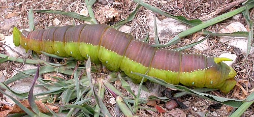 Fifth instar larva of Langia zenzeroides zenzeroides in pre-pupation colours, South Korea. Photo: © Jean Haxaire