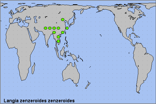 Global distribution of Langia zenzeroides zenzeroides. Map: © NHMUK.