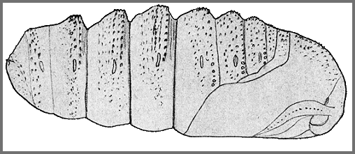 Pupa of Langia zenzeroides zenzeroides. Image: Mell, 1922b