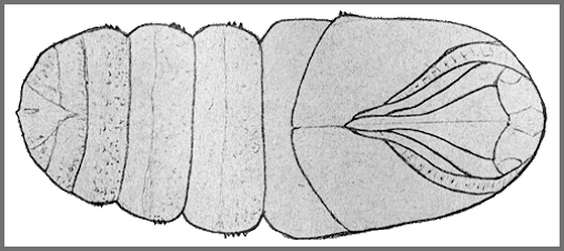 Pupa of Langia zenzeroides zenzeroides. Image: Mell, 1922b