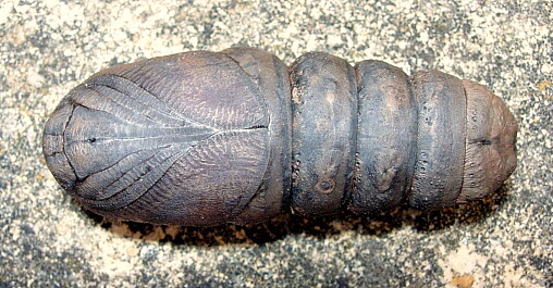 Pupa of Langia zenzeroides zenzeroides, South Korea. Photo: © Tony Pittaway