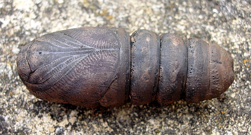 Pupa of Langia zenzeroides zenzeroides, South Korea. Photo: © Tony Pittaway