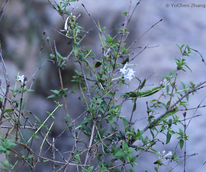 Leptodermis oblonga, Shentangyu Natural Scenic Area, Huairou County, Beijing, China. Photo: © Zhang YuChen, 2023.