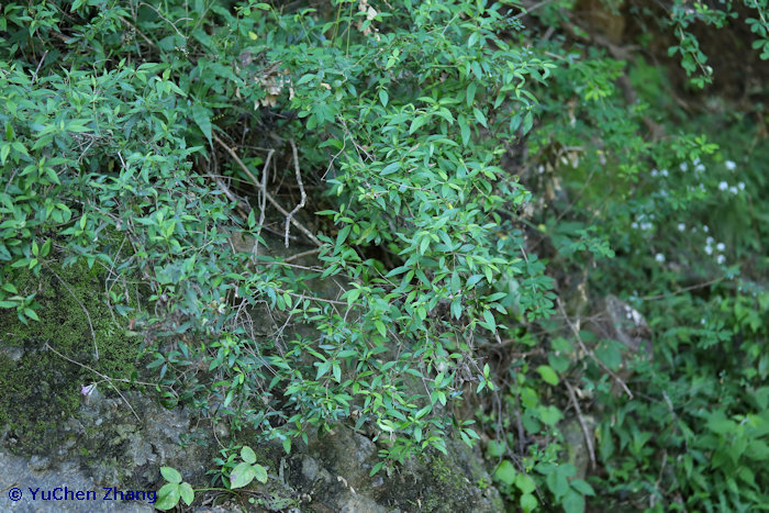 Leptodermis oblonga shrublet, Shentangyu Natural Scenic Area, Huairou County, Beijing, China. Photo: © Zhang YuChen.