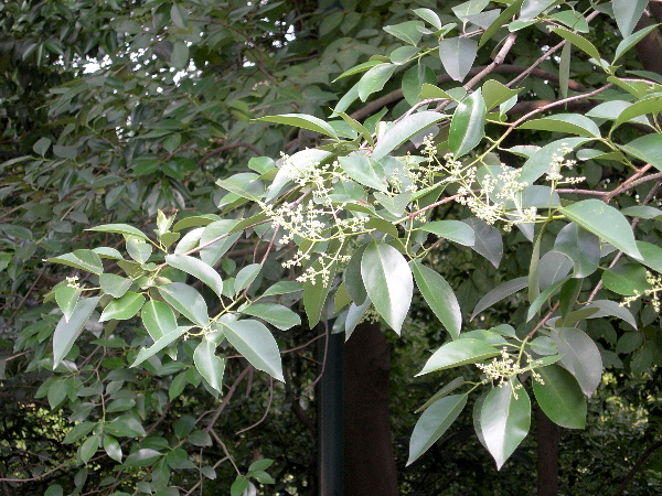 Ligustrum lucidum, a major host of Psilogramma increta, Hangzhou, Zhejiang, China. Photo: © Tony Pittaway