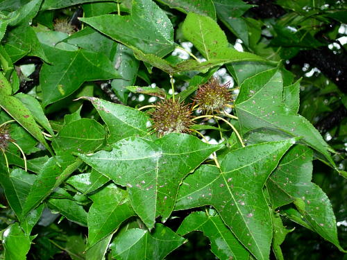 Liquidambar formosana, Hangzhou, Zhejiang, China. Photo: © Tony Pittaway.