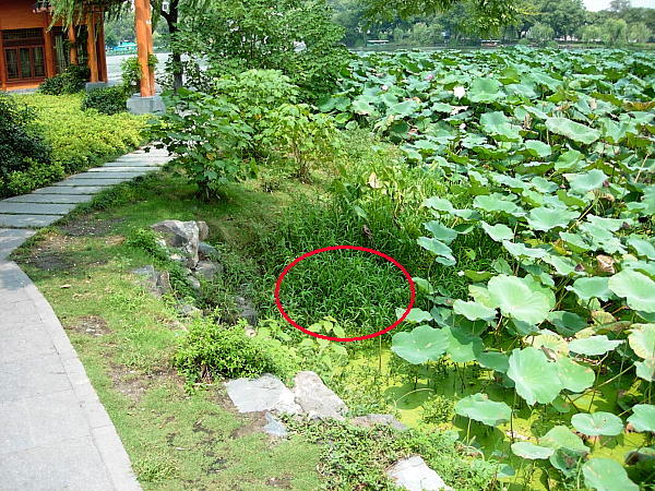 Ludwigia along a lake shore, Hangzhou, Zhejiang, China. Photo: © Tony Pittaway.