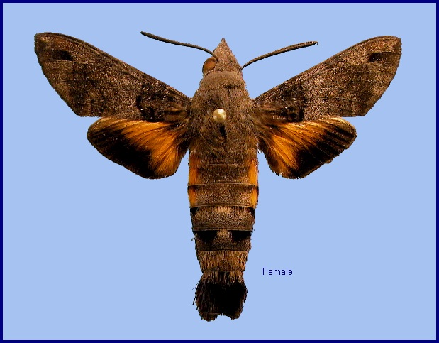 Female Macroglossum affictitia. Photo: © NHMUK