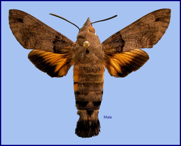 Male Macroglossum affictitia. Photo: © NHMUK