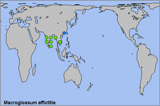 Global distribution of Macroglossum affictitia. Map: © NHMUK.