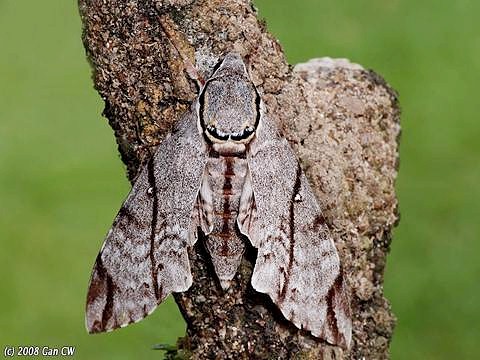 Resting Notonagemia analis, Bukit Fraser, Malaysia. Photo: © CheongWeei Gan.