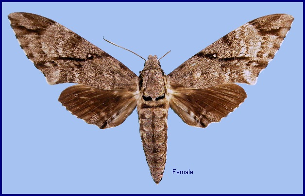 Female Notonagemia analis. Photo: © NHMUK