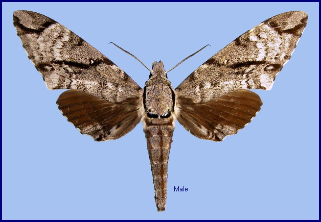 Male Notonagemia analis. Photo: © NHMUK