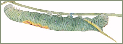 Full grown larva of Notonagemia analis analis. Image: Mell, 1922b
