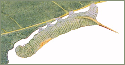 Full grown larva of Notonagemia analis. Image: Mell, 1922b