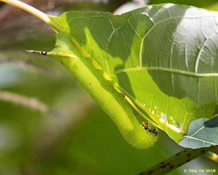 Final instar larva of Notonagemia analis, Mt. Meiling, Nanchang, Jiangxi, China, 200m. Photo: © He JiBai, 2018.