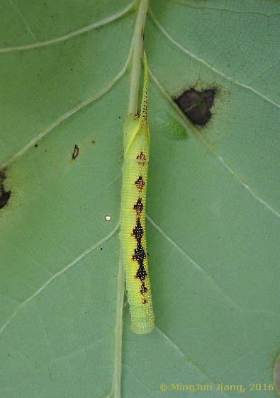 Fourth instar larva of Notonagemia analis, Nanning, Guangxi, China, 2016. Photo: © MingJun Jiang, 2016.