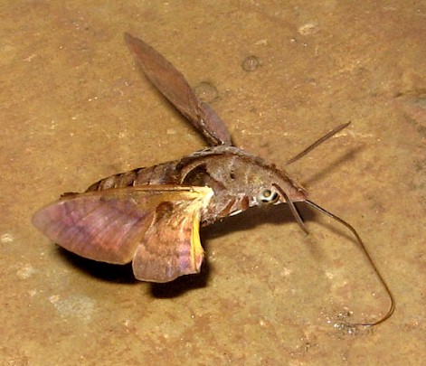 Mudpuddling adult Macroglossum aquila, Bintulu Div., Sarawak, Malaysia. Photo: © Leong Tzi Ming