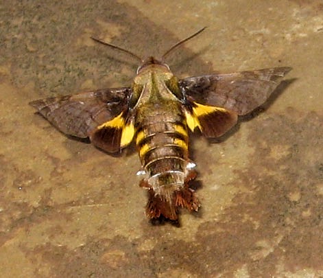 Mudpuddling adult Macroglossum aquila, Bintulu Div., Sarawak, Malaysia. Photo: © Leong Tzi Ming