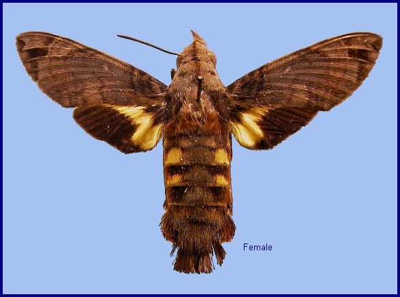 Female Macroglossum aquila. Photo: © NHMUK