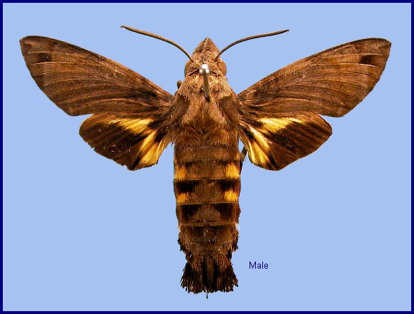 Male Macroglossum aquila. Photo: © NHMUK